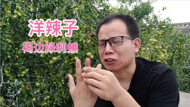 褐边绿刺蛾又名洋辣子,不知道为何突然出现这么多?抓抓抓