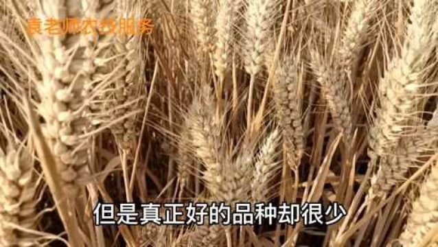 这三个小麦品种,种植面积都在1000万亩,2021年首选种植品种