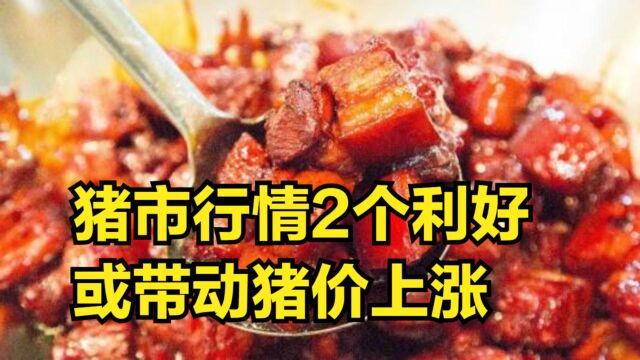 8月31日猪市行情:2个利好因素到来,或将会带动猪价上涨?