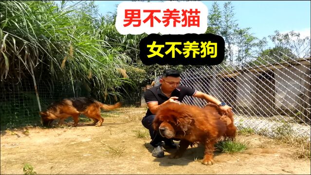 “男不养猫,女不养狗”老祖宗这句俗语内涵很多人不懂,一次说清楚