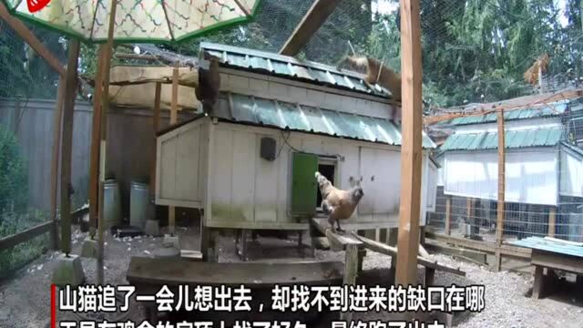 美国一山猫从防护网缺口进入鸡舍 想离开又找不到出口