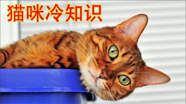 关于猫咪的4个冷知识!快来吸猫涨知识~