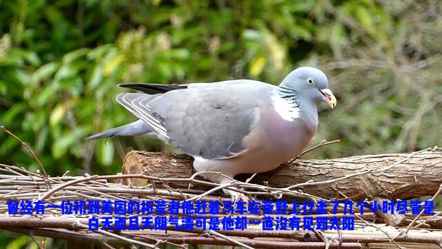 旅鸽—一种灭绝的鸽子