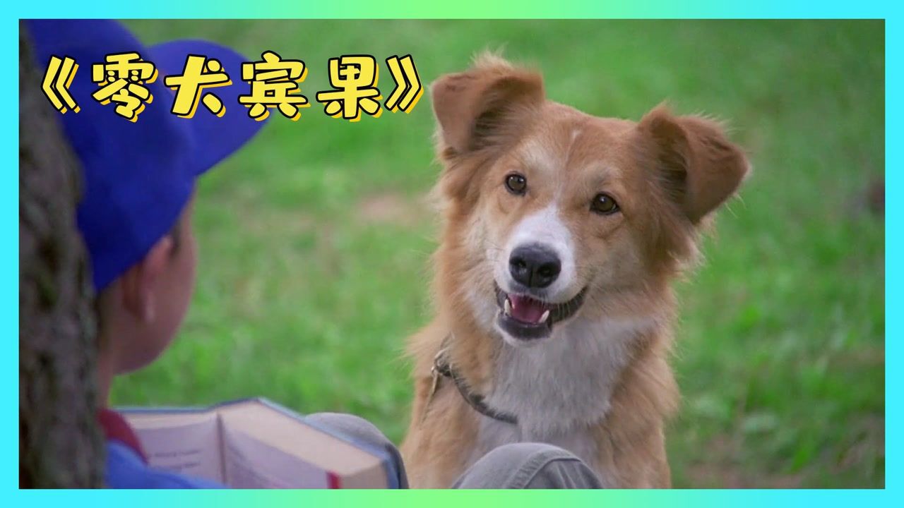 动画_这只狗子成精了,不仅会做数学题,还会玩滑板,打电话更不在话下#电影HOT短视频大赛第二阶段#_高清1080P在线观看平台_腾讯视频