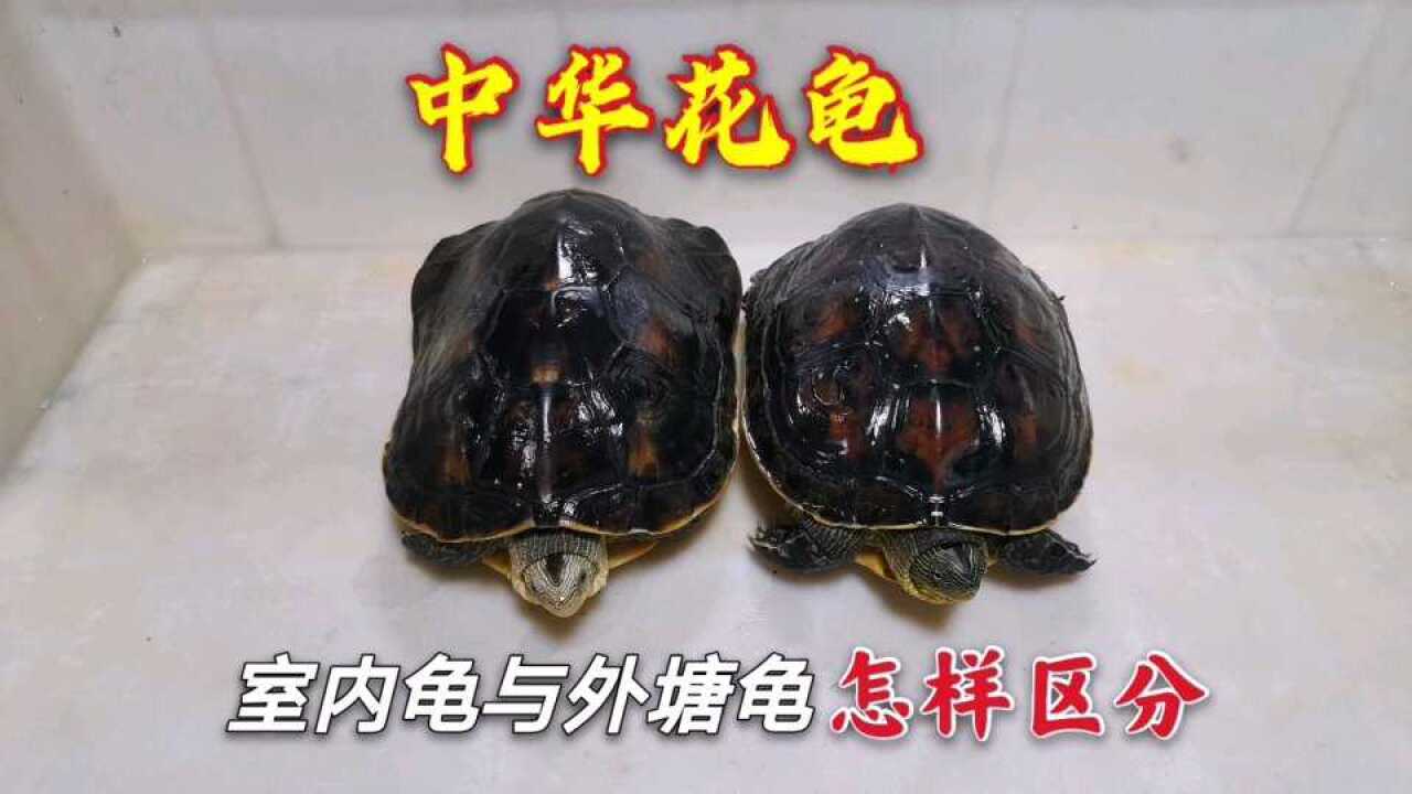 中华花龟怎样区分外塘龟与室内龟？看头纹就可以了，简单准确_腾讯视频