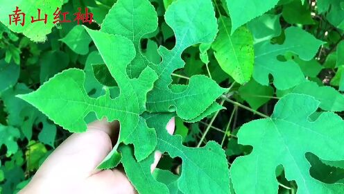 农村常见的构树叶是个“宝”,原来有这么好的价值?遇见记得摘回家_高清1080P在线观看平台_腾讯视频
