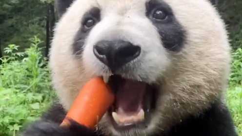 熊猫：我一个大熊猫 天天让我吃胡萝卜