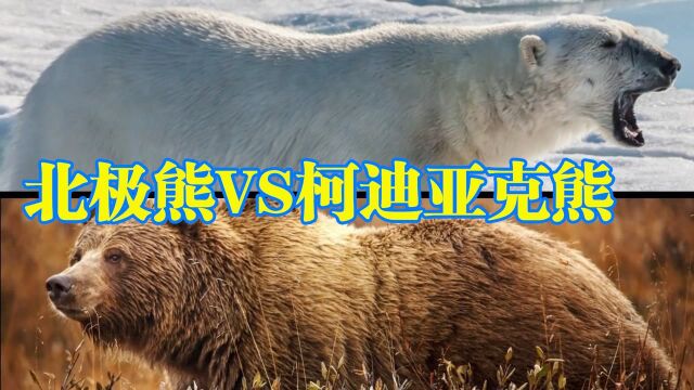 科迪亚克熊 VS 北极熊,谁才是北半球的王者?全面分析双方战斗力!#知识ˆ’知识抢先知#