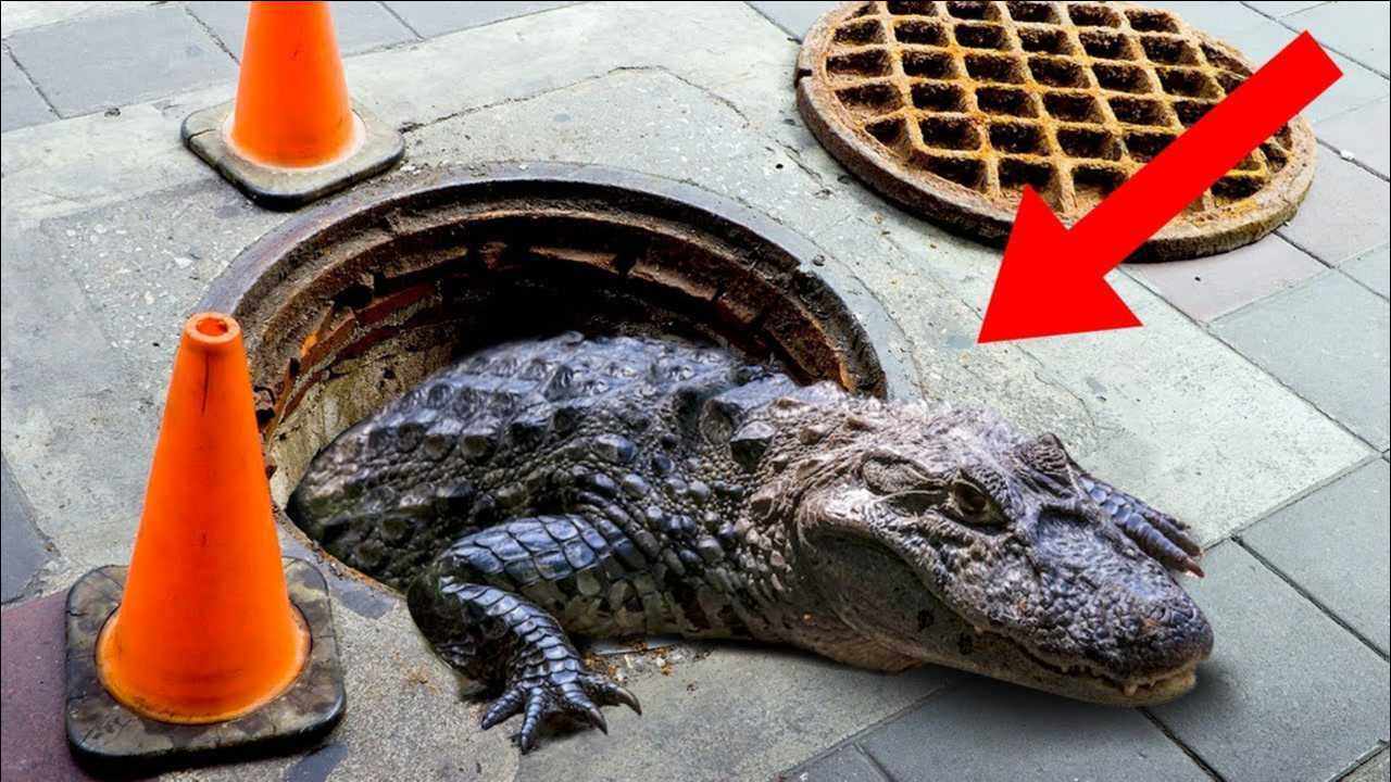 下水道爬出鳄鱼?魂都吓飞了_腾讯视频