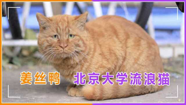 北京大学给流浪猫建档案,标明个性还有关系网,网友齐呼太有爱