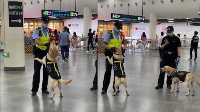 上海地铁站,警犬疯狂卖萌向督导员“撒娇求抱抱”,画面可爱极了