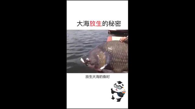 科普小知识:大海放生的秘密,为什么要钓了再放