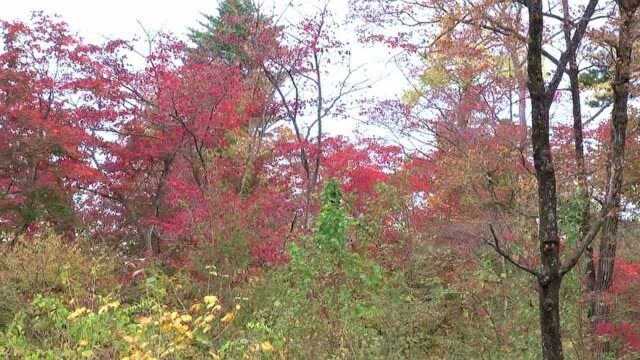 畅行北国(24)长白山上与五彩秋林美丽邂逅,看秋景的时间节点卡得真好.《北国之秋自驾游第三部》