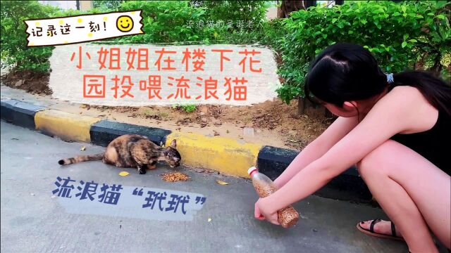 流浪猫的圣诞老人搬新家啦!小姐姐在花园里投喂流浪猫“玳玳”