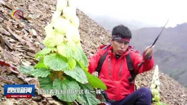 共建地球生命共同体 《我们和它们》高山冰缘带的高大植物塔黄