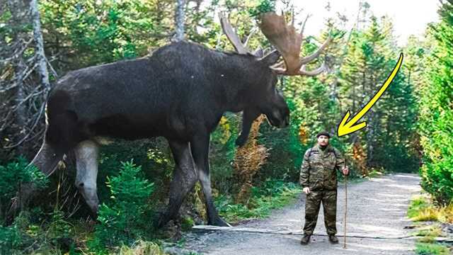 野外遭遇巨型麋鹿,近距离观察,却被一顿胖揍