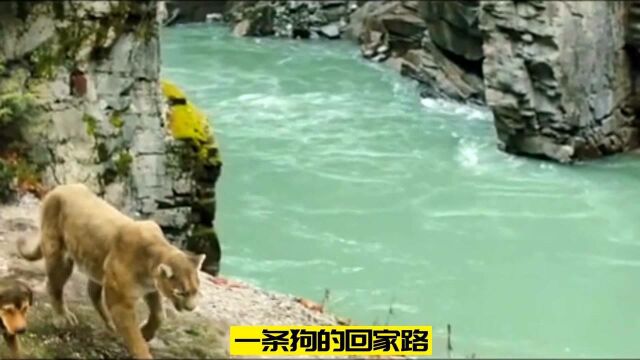 流浪狗成为狮子王的故事(流浪狗回家路)