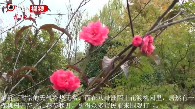 【视频】南京陌上花渡桃花绽放,错把秋天当春天