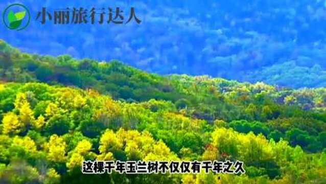 西安周至的黑河森林公园,是一个风景很好的地方,这里山清水秀风景优美,是个旅游打卡的好地方