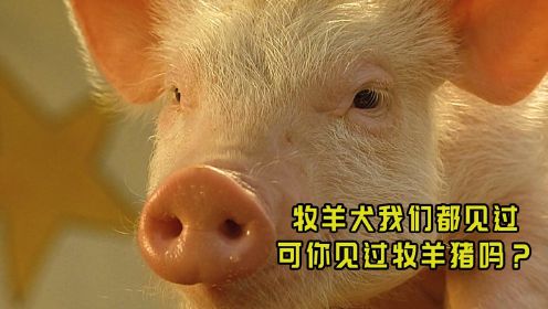 影视：大叔两块钱买了一头小猪，没想到还是头牧羊猪《小猪宝贝》