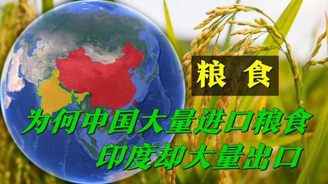 同为人口大国,为何中国大量进口粮食,印度却大量出口?