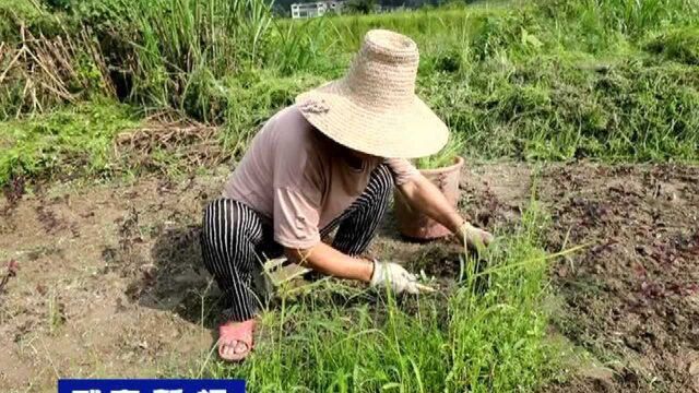 武宁县石门楼镇发展苗木产业 助力乡村振兴发展