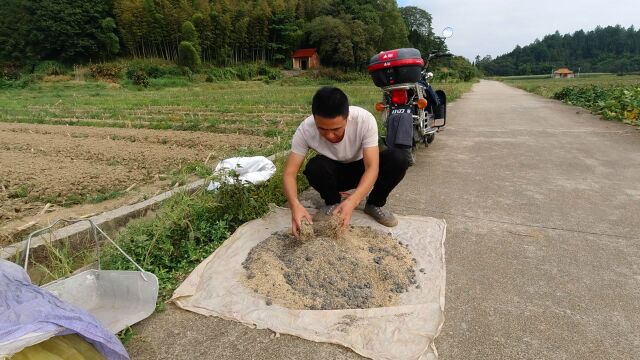 小伙买来10斤黑麦草种子,和肥料搅拌均匀,这样才能种出好草料