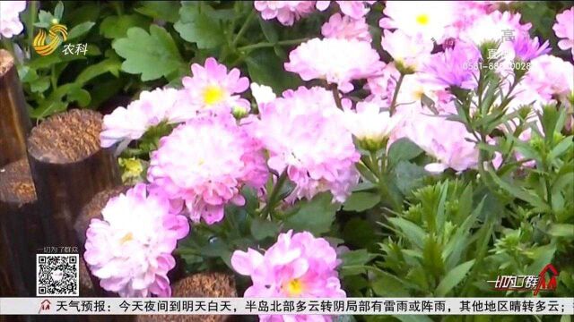 趵突泉金秋菊展盛大开幕,10万株菊花争奇斗艳,新“菊王”长这样