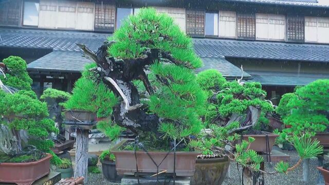 “盆小意境深,景微情趣浓”造型千姿百态,对大自然景物的缩影