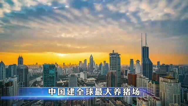 全球规模第一的养猪场在中国建立,预估年产量210万头!