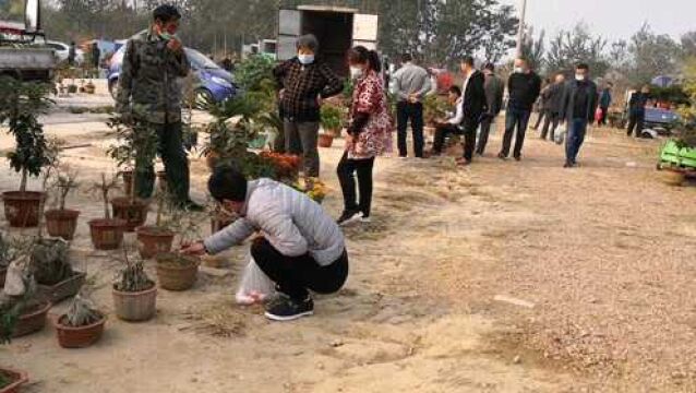 潍坊花市开始卖腊梅了,超大牡丹树价格惊人,铁树十元三棵随便选