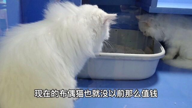 到底是什么样的猫舍月入十万?咱们来瞧一瞧