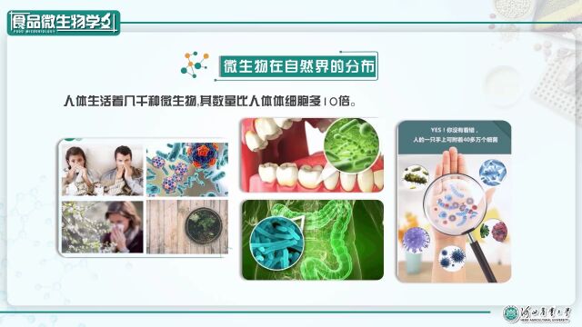 为食品微生物学慕课提供听译和字幕翻译