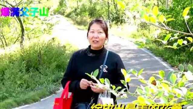 美女采菊阳新父子山