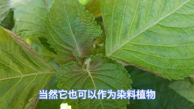 发现100种染料植物,第4种