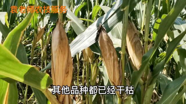 这个玉米新品种,高抗玉米三大病害,防止后期植株提前枯死