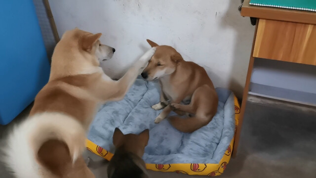 这一群土狗终于可以暖暖过冬了