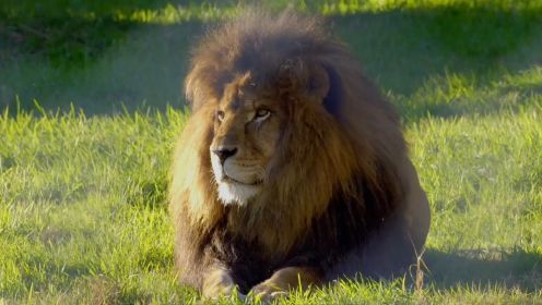 《野性攻防 顶级捕食者》- 狮子、鬣狗、猎豹和野犬各有怎样的生存绝技呢？