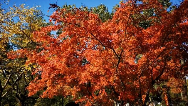 上海公园里枫叶进入最佳观赏季:色彩斑斓,美不胜收