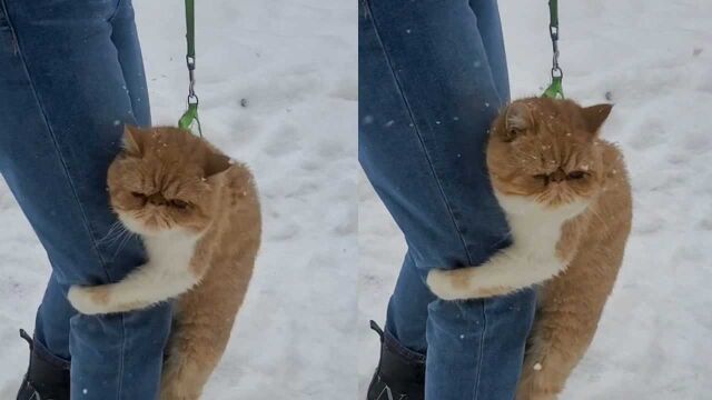 东北猫咪第一次看到雪,吓的紧紧抱住主人大腿,可怜表情笑喷网友