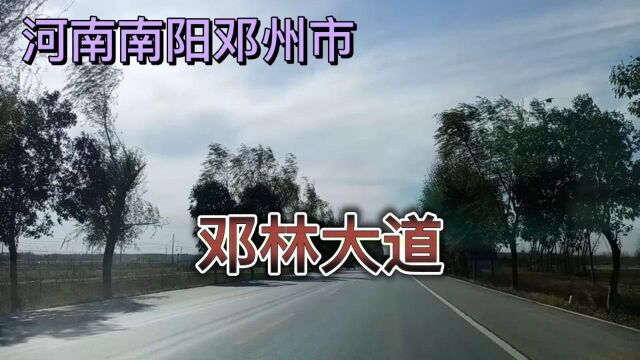 河南南阳邓州市,邓林大道!