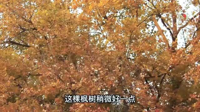 齐鲁早报|首届中国网络文明大会将举办;国足1:1战平澳大利亚