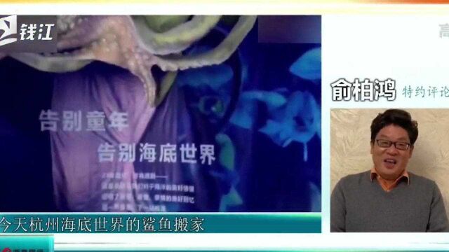 俞柏鸿:鲨鱼搬家引发的“回忆杀”,是我们对海洋生物的初认识