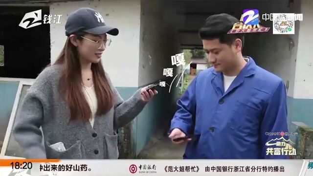 【助力共富行动】爱运动的缙云麻鸭 来自青山绿水间的美味