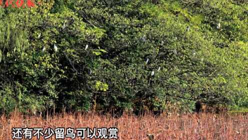 今年冬候鸟“大部队”抵达南京，比往年晚了一周