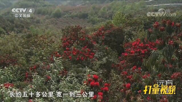 百里杜鹃林区有41个杜鹃花品种,面积超过一百平方公里