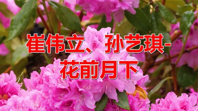 分享一首《崔伟立、孙艺琪花前月下》