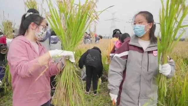 无锡市第一中学:把课堂搬到稻田里去!