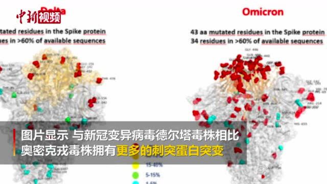 意大利科研团队发布全球首张奥密克戎毒株图片