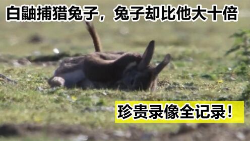 纪录片：白鼬捕猎兔子，兔子却比他大十倍，珍贵录像全记录